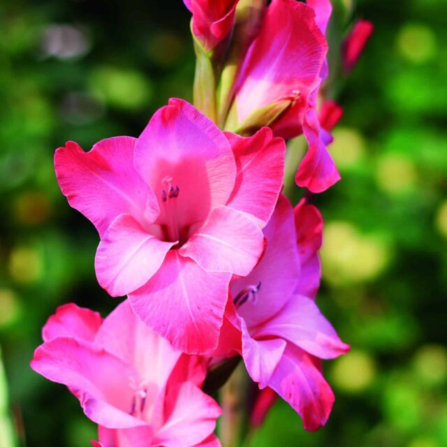Gladiolus Pink