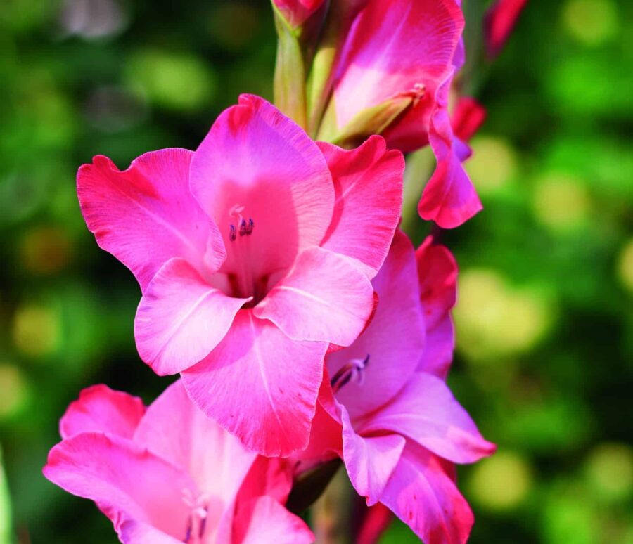 Gladiolus Pink