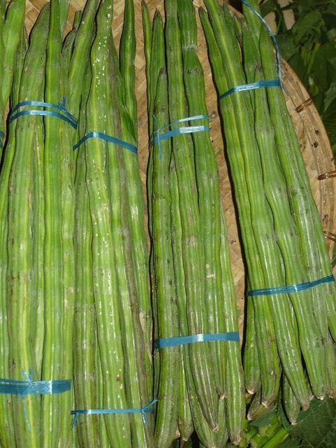 moringa