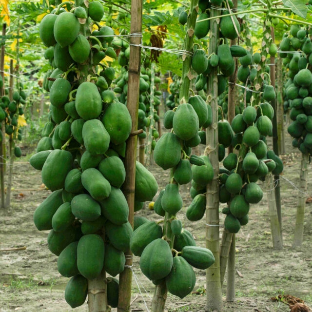 Papaya