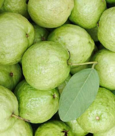 Guava