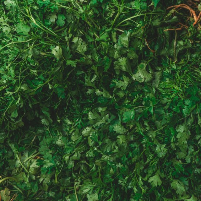 green leaves plant during daytime