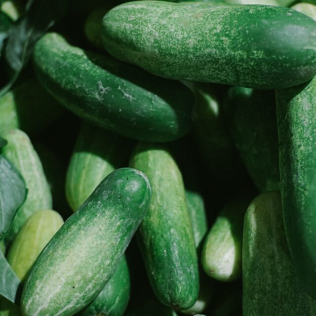 close up photo of green vegetable