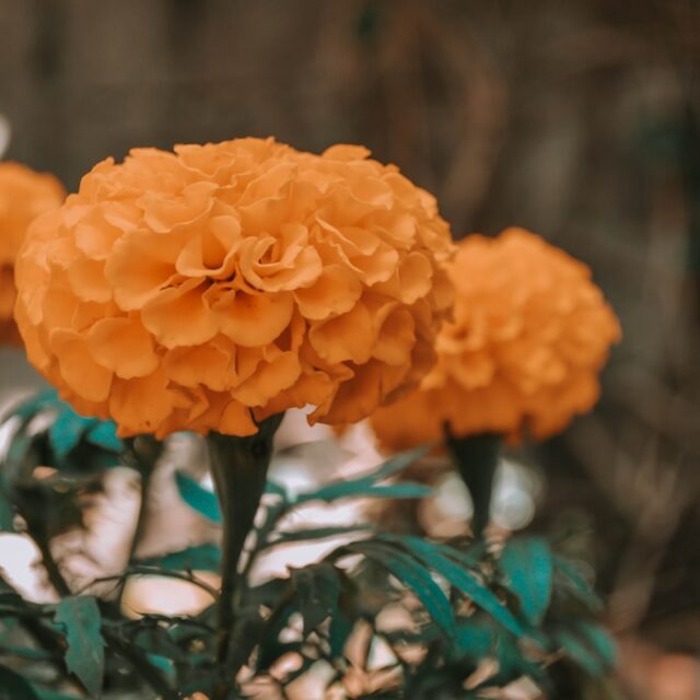 orange flower in tilt shift lens